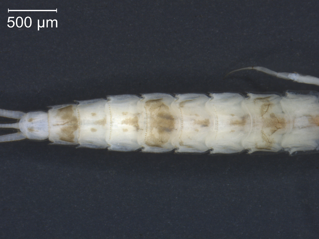 Metretopus borealis